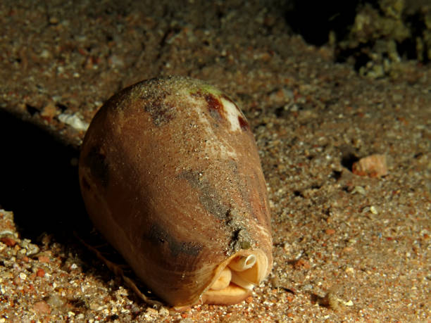 istock Geography cone (Conus geographus) Taking in Red Sea, Egypt. 1205946225