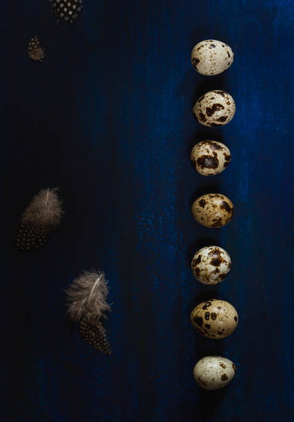 istock Quail eggs arranged in a row, feathers on dark blue background. Dark and moody Easter card with copy space 1205947439