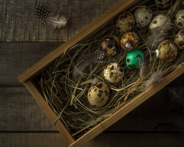 Quail Easter eggs in wooden box, one painted, feathers on wooden rustic background, closeup view