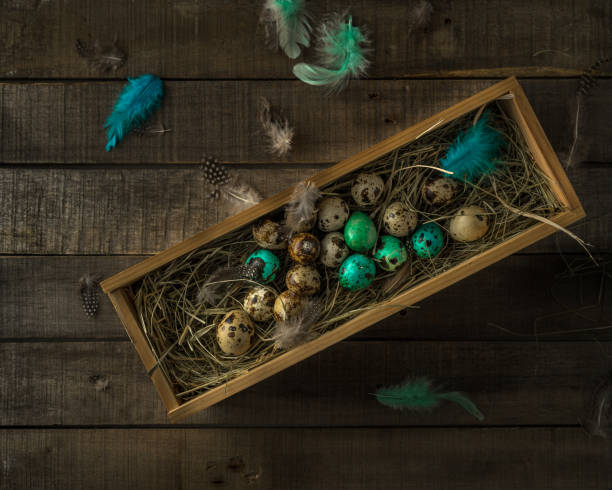 istock Quail Easter eggs in wooden box, some painted, feathers on wooden rustic background 1205947462