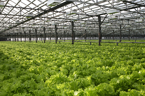 Lettuce grows in a greenhouse for export to the market. The interior of the hydroponics farm.