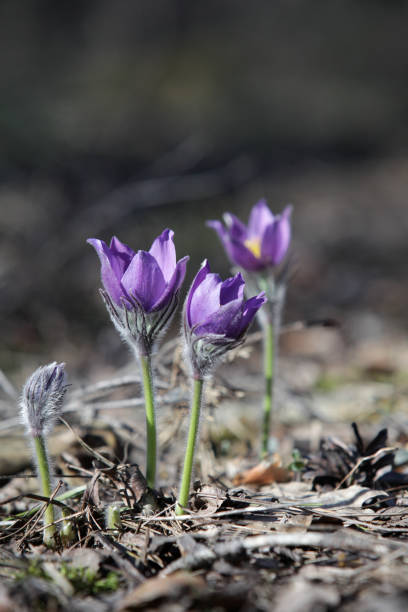 The first springtime lilac flowers of snowdrops (pulsatilla patens) against a blurred background.