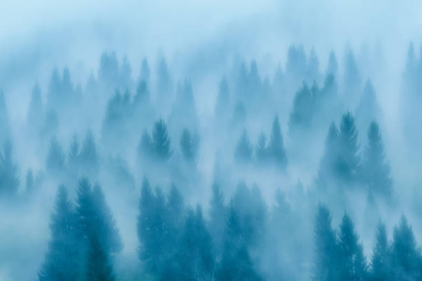 trees in the morning fog