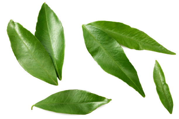 istock citrus leaves isolated on white background. top view. 1205949388