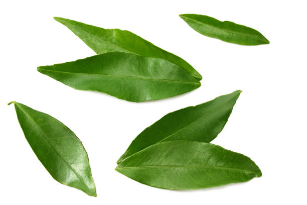 istock citrus leaves isolated on white background. top view. 1205949661