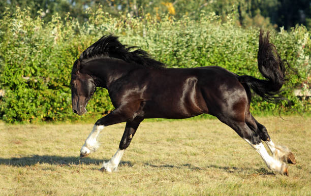 istock Black stallion galloping on a summer meadow 1205950007
