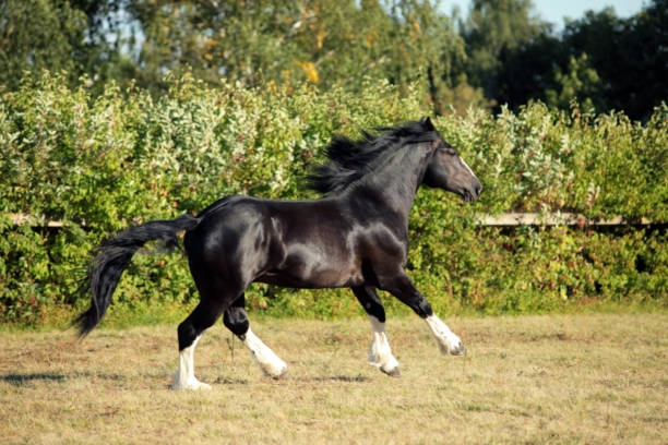 istock Black stallion galloping on a summer meadow 1205950015