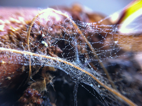Spider on the plant, extreme close-up macro shot with high details