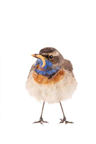 istock bluethroat (Luscinia svecica)  bird in its beak is a worm isolated on a white background 1205953590