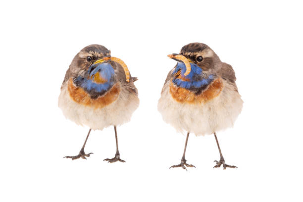 istock two bluethroat (Luscinia svecica)  bird in its beak is a worm isolated on a white background 1205953653