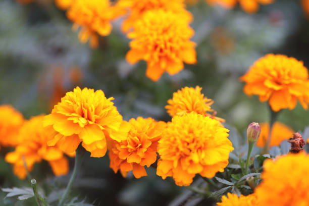 istock a Marigolds Tagetes erecta, Mexican marigold, Aztec marigold, African marigold 1205957614