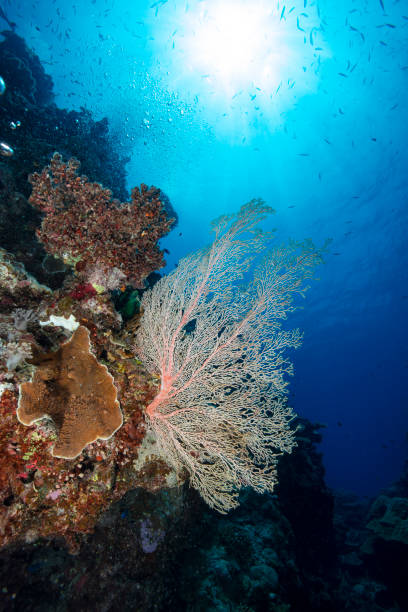 istock pink corals underwater photography 1205959909