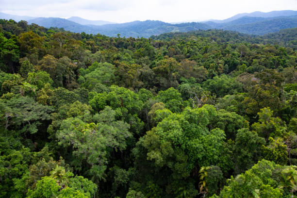 kuranda rainforest - fern nature leaf forest stock-fotos und bilder