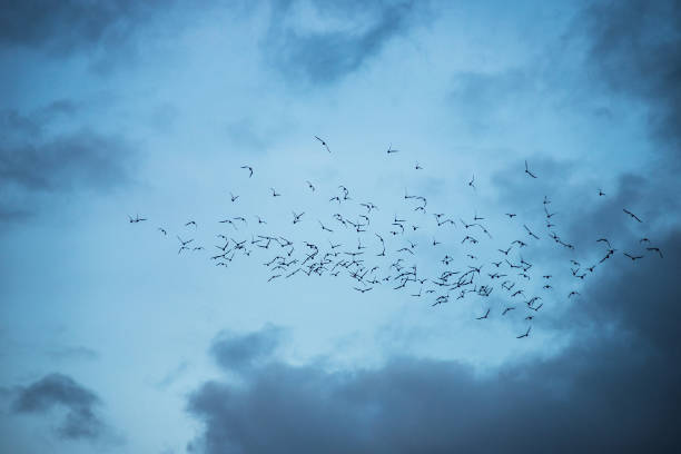 istock birds flying silhouettes on blue hour cloudy sky background 1205961373