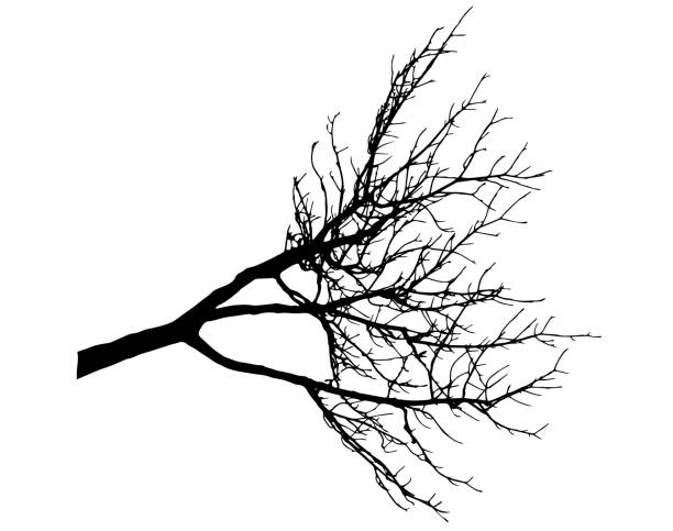 illustrations, cliparts, dessins animés et icônes de branchement nu d’arbre, silhouette de branche sans feuilles. illustration de vecteur. - tree silhouette branch bare tree