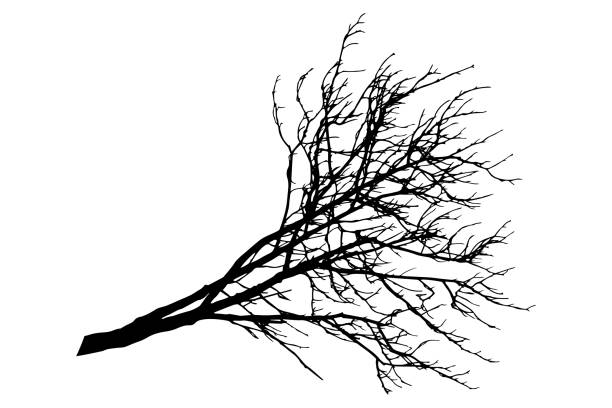 栗の木の裸の枝�のシルエット。ベクトルのイラスト - tree silhouette branch bare tree点のイラスト素材／クリップアート素材／マンガ素材／アイコン素材