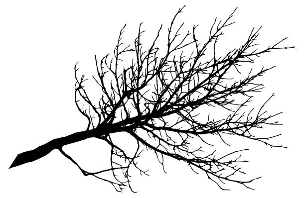 illustrations, cliparts, dessins animés et icônes de belle grande branche nue de l’arbre, silhouette. illustration de vecteur. - tree silhouette branch bare tree