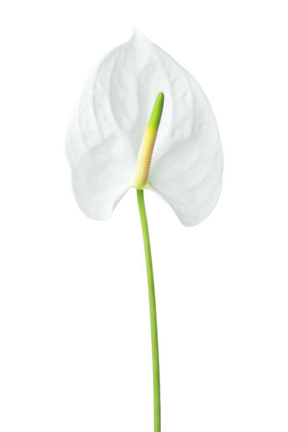 Single beautiful anthurium flower. White flower isolated on white background. Single beautiful anthurium flower. Different shades of white. anthurium stock pictures, royalty-free photos & images