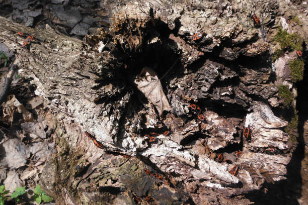 istock old stump with insects and leaves 1205967532
