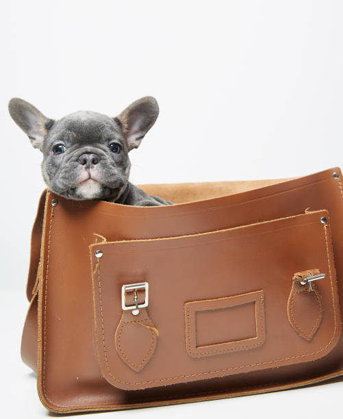 istock French Bulldog in Bag 1205972114