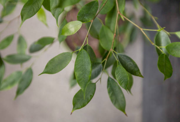 istock Living green branch over concrete wall background 1205973329