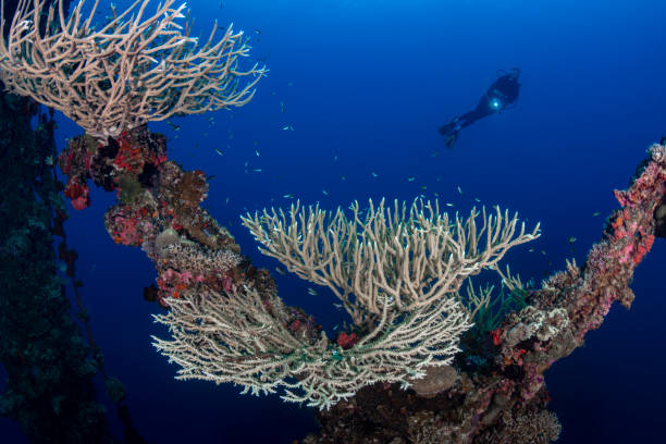 istock Shipwreck IRO and diver - Palau, Micronesia 1205975555