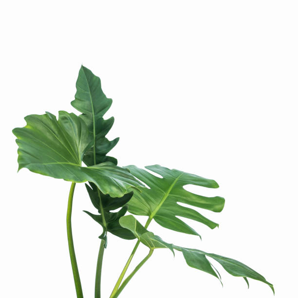 istock green leaves for background and wallpaper 1205975648