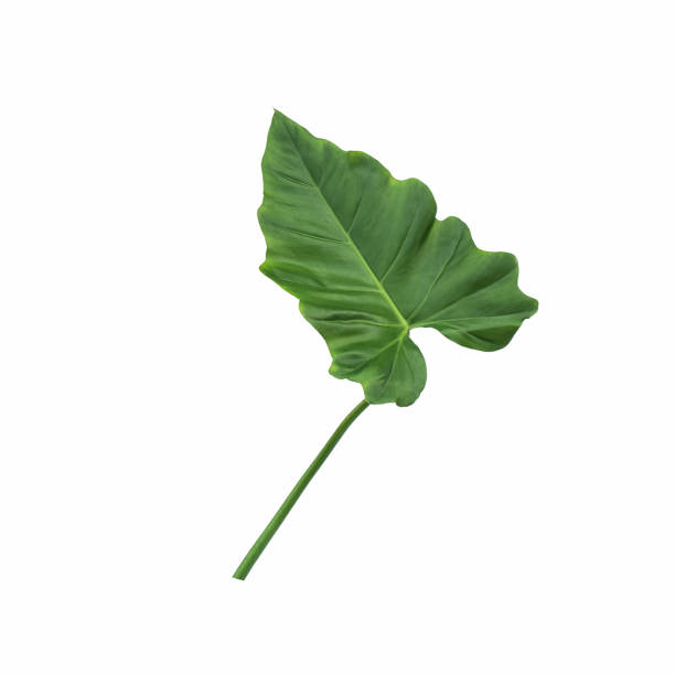 istock green leaves for background and wallpaper 1205975665