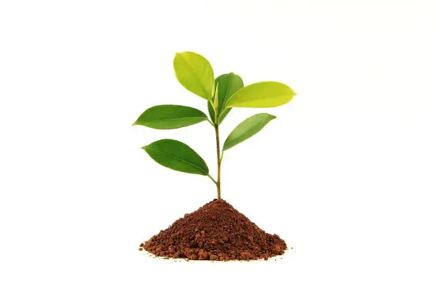 Seedling on white background