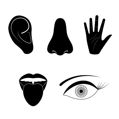 Ilustración de Silueta De Dibujos Animados Negro Sentidos Humanos Signos Icono Conjunto Vector y más Vectores Libres de Derechos de Anatomía - iStock Ilustración de Silueta De Dibujos Animados Negro Sentidos Humanos Signos Icono Conjunto Vector y más Vectores Libres de Derechos de Anatomía - iStock