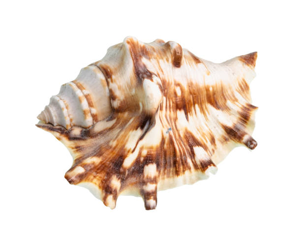istock dried shell of muricidae snail cutout on white 1205977645