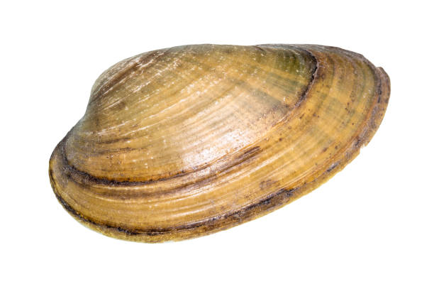 istock dried shell of quahog cutout on white 1205977696