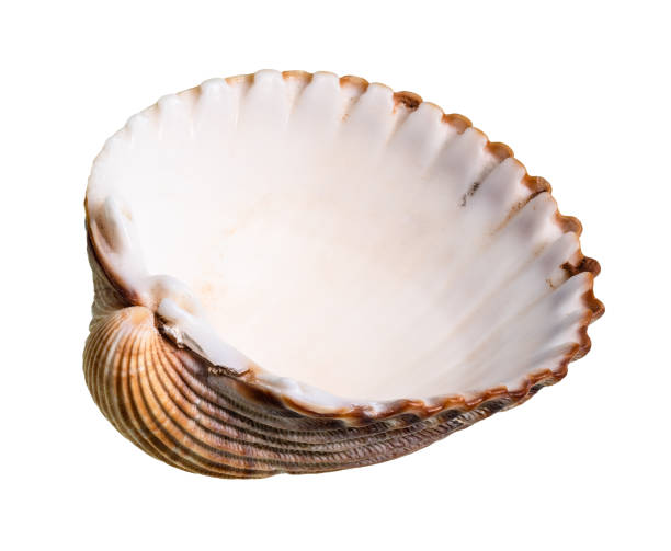 istock dried empty brown shell of cockle cutout 1205977787