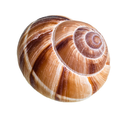 dried shell of escargot snail cutout on white background