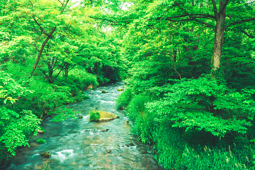 Peaceful Mountain Stream Scene in Japan