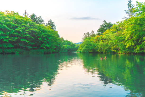 軽井沢のくもは池(くもは池) - nature environmental conservation red japanese maple ストックフォトと画像