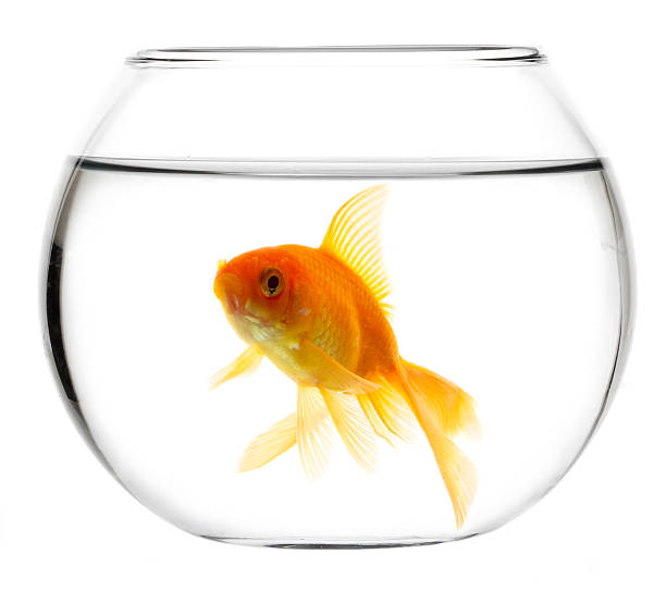 istock Gold fish in aquarium 120598325