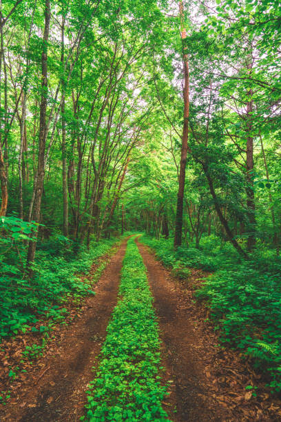 istock Hiking trail in the forest 1205983579