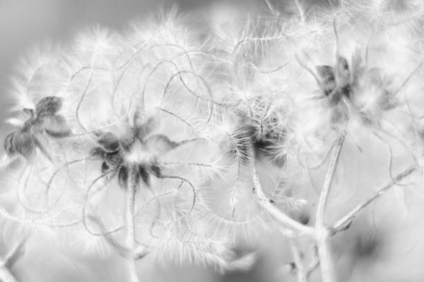 istock Close up flowers in winter 1205984322