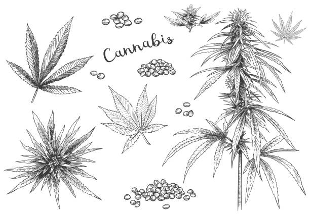 Cannabis hand drawn. Hemp seeds, leaf sketch and cannabis plant vector illustration set Cannabis hand drawn. Hemp seeds, leaf sketch and cannabis plant vector illustration set. Collection of elegant monochrome botanical drawings of marijuana foliage and flower buds in vintage style. cannabis narcotic stock illustrations