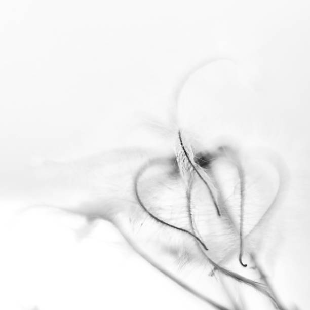 istock Close up flowers in winter 1205984975