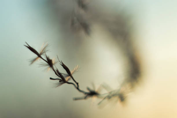 istock Close up flowers in winter 1205985072