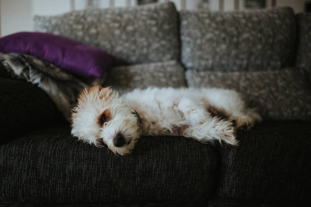 istock High Angle View Of Dog Resting On Sofa At Home 1205985090