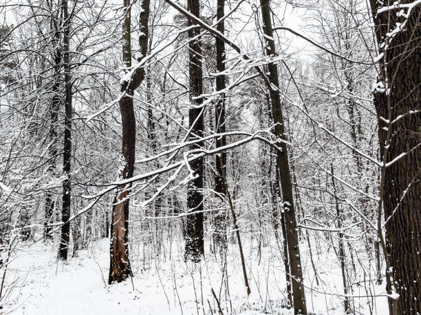 istock snow-covered bare trees in snowy forest in winter 1205985576