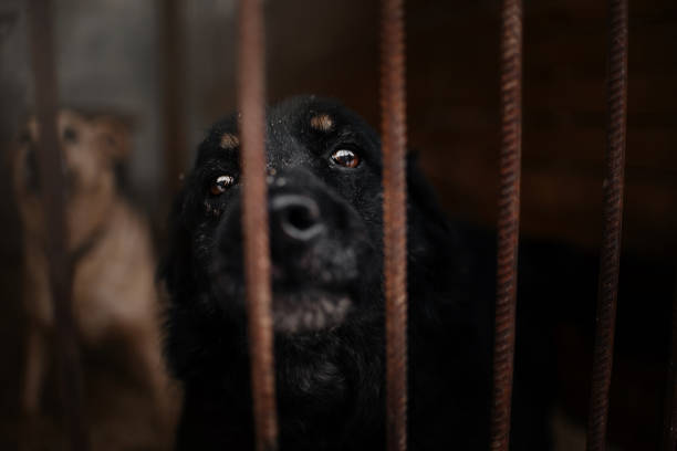 istock sad black shelter dog portrait behind bars 1205985670