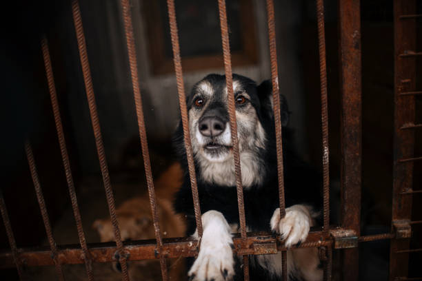 istock beautiful shelter dog in a cage bhind bars 1205986184