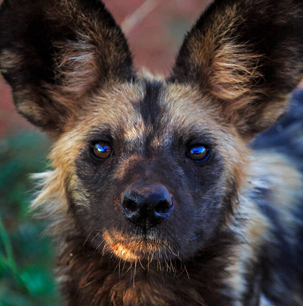 istock Close up of Wild Dog 1205986283