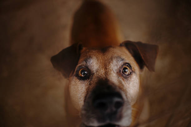 sad shelter dog looking up with hope, close up portrait
