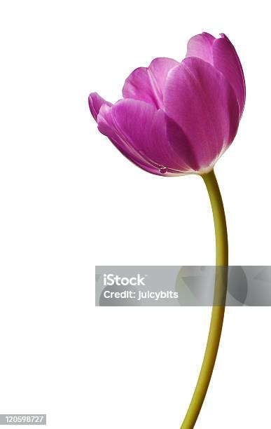 Tulipa De Primavera Roxo - Fotografias de stock e mais imagens de Beleza natural - Beleza natural, Botânica - Ciência de plantas, Branco