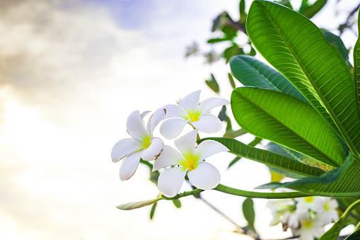 White flowers Plumeria with green leaves growing on tree branch. Fragrant Frangipani flowering plant at sunset